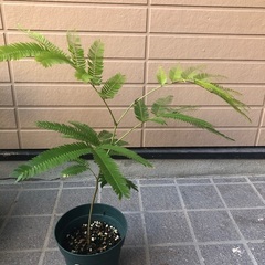 エバーフレッシュ　ミニ② 観葉植物11の画像