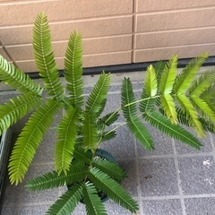 エバーフレッシュ　ミニ② 観葉植物11の画像