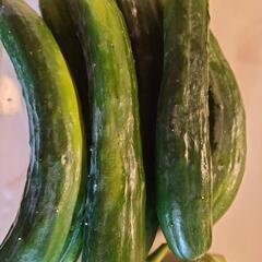 夏野菜の画像