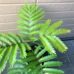 エバーフレッシュ　ミニ③ 観葉植物12の画像