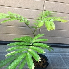 エバーフレッシュ　ミニ③ 観葉植物12の画像