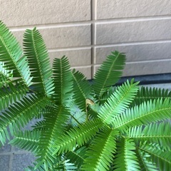 エバーフレッシュ　ミニ④ 観葉植物13の画像
