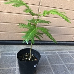 エバーフレッシュ　ミニ④ 観葉植物13の画像
