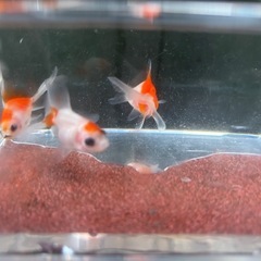 【Hセット】金魚3匹セット（※特徴あり）の画像