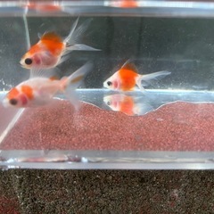 【Hセット】金魚3匹セット（※特徴あり）の画像