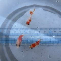 【Hセット】金魚3匹セット（※特徴あり）の画像