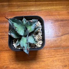 多肉植物 アガベ　ブラック&ブルーの画像