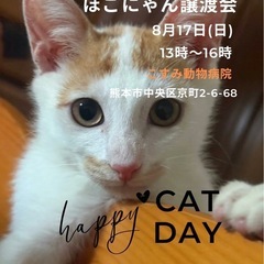 8月17日は、ほごにゃんCOCOROの小さな仔猫の譲渡会へ