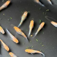 🌱‬‪ラスト赤系ラメメダカ(草餅選外)17匹ぐらい🌱‬‪の画像
