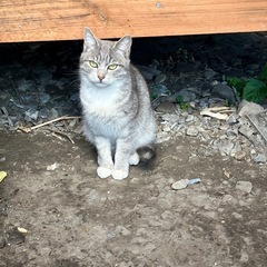里親になって下さい。中型で可愛いですよ