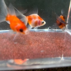 【Jセット】金魚3匹セット（※特徴あり）の画像