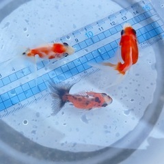【Jセット】金魚3匹セット（※特徴あり）の画像