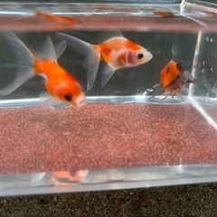 【Jセット】金魚3匹セット（※特徴あり）の画像