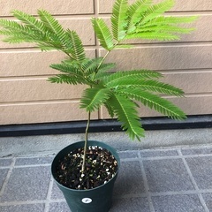 エバーフレッシュ　ミニ⑤ 観葉植物14の画像
