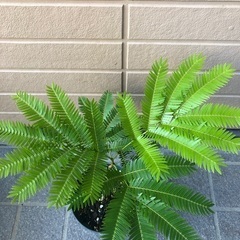 エバーフレッシュ　ミニ⑤ 観葉植物14の画像