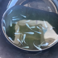おひとり様限定200円→100円　深海メダカの画像