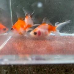 【Kセット】金魚3匹セット（※特徴あり）の画像