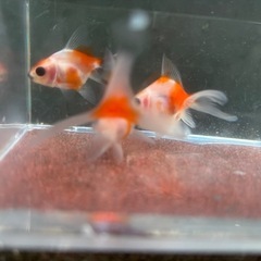 【Kセット】金魚3匹セット（※特徴あり）の画像