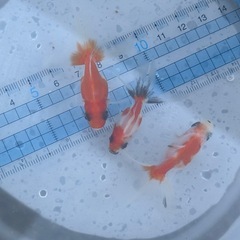 【Kセット】金魚3匹セット（※特徴あり）の画像