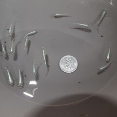メダカ　松井ヒレ長幹之稚魚　１６匹の画像