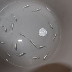 メダカ　松井ヒレ長幹之稚魚　１６匹の画像