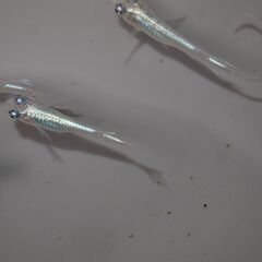 メダカ　松井ヒレ長幹之稚魚　１６匹の画像