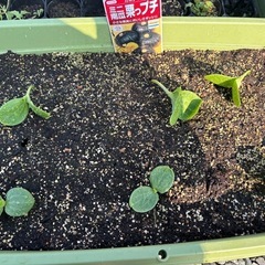 かぼちゃの苗の画像