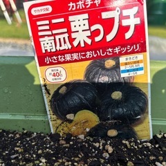 かぼちゃの苗の画像