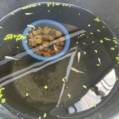 ピュアホワイトメダカ成魚15匹の画像