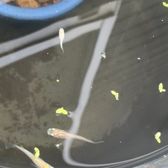 ピュアホワイトメダカ成魚15匹の画像