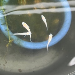 ピュアホワイトメダカ成魚15匹の画像