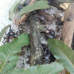 今季最終です。カブトムシ🪲の画像