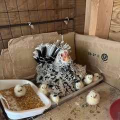 チャボ(鶏)