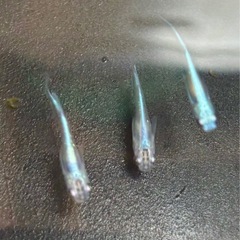 メダカ　ミユキ2cm 
5匹の画像