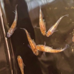 メダカ　3色  2cm  5匹の画像