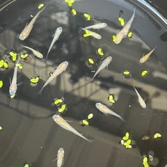 ピュアホワイトメダカ成魚15匹の画像