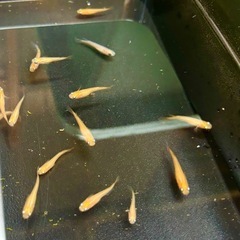 メダカ　楊貴妃2cm 5匹の画像