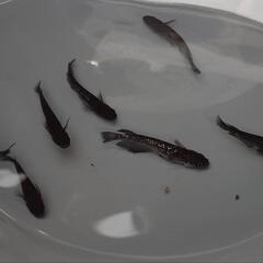 めだか　ﾐｯﾄﾞﾅｲﾄﾌﾘﾙ漆黒【現物】の画像