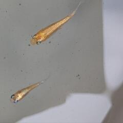サンハートメダカ　有精卵10粒の画像