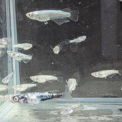 レックウザメダカ1ペア1200の画像