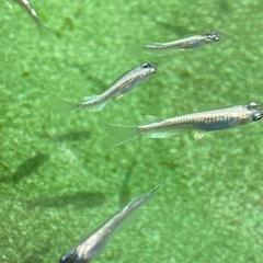 メダカ　エメキン（若魚から成魚まで無選別）
の画像