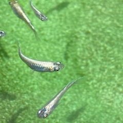 メダカ　エメキン（若魚から成魚まで無選別）
の画像
