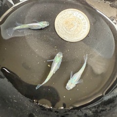 🐟風鈴の画像