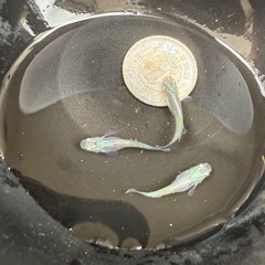 🐟風鈴の画像