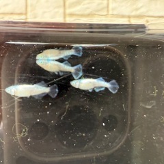 🐟風鈴の画像