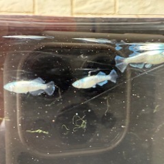 🐟風鈴の画像