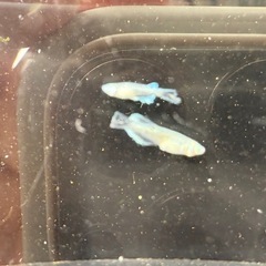 🐟グランドクロスの画像