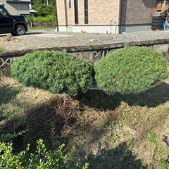 庭木　青石の画像