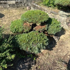 庭木　青石の画像