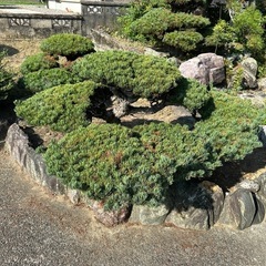 庭木　青石の画像